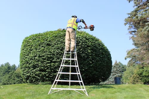 Pruning being performed by a New Hampshire commercial landscaper