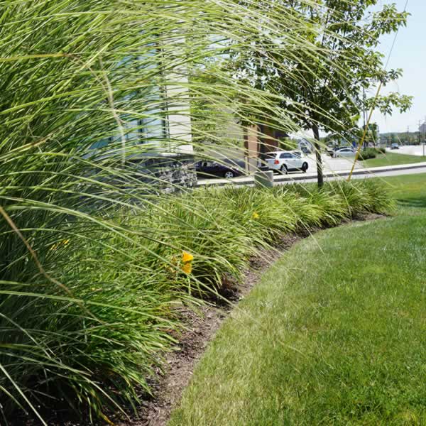 Landscaping around a commercial building in New Hampshire