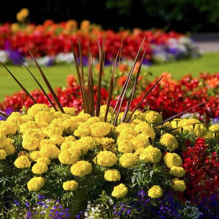 Beautiful and colorful flowers in planting beds