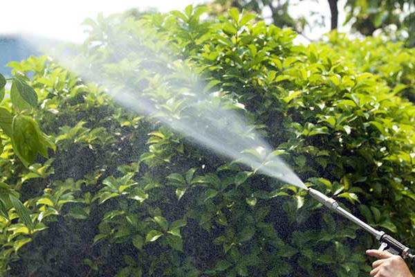 Tree spraying performed by a New Hampshire landscaping company